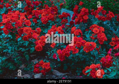 Un closeup di un cespuglio di rosa del Bengala con il rosso magnifico fiori Foto Stock