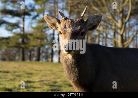Primo piano di Row Deer (Capreolus Capreolus) ammira il caldo tramonto nel bosco del parco di campagna In Kent Foto Stock