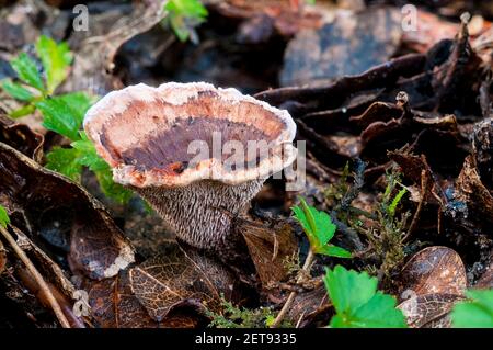 Un corpo fruttifero di fungo dentifricio zonato (Hydnellum concrescens) che cresce nella lettiera delle foglie sul pavimento del bosco nella New Forest, Hampshire. Ottobre. Foto Stock