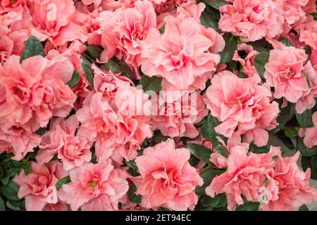 Fiori di rosa o corallo giapponese azalia in giardino di primavera. Texture di sfondo in fiore azalia closeup. Foto Stock