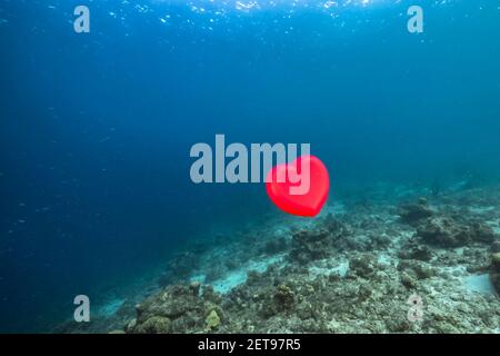 Mare con cuore rosso nella barriera corallina del Mar dei Caraibi, Curacao, San Valentino Foto Stock