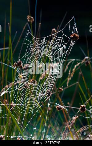 Una rete di ragno ricoperta di rugiada in erba lunga, che cattura il sole della mattina presto alla Longshaw Estate nel Peak District National Park, Derbyshire. Ottobre Foto Stock