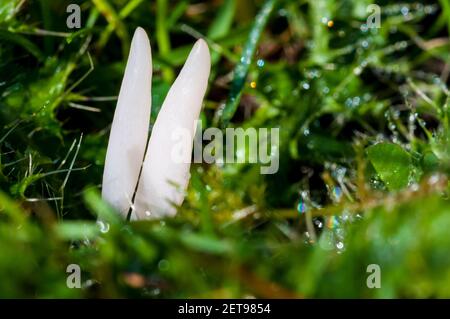 I corpi fruttiferi di mandrini bianchi (Clavaria fragilis) che crescono in prateria presso la tenuta Longshaw nel Parco Nazionale del Distretto di picco, Derbyshire. Otto Foto Stock