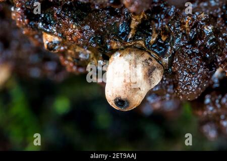 Un'amara della mosca piatta gialla (Agathomia wankowiczii) Crescere su un fungo della staffa dell'artista (Ganoderma applanatum) Presso la tenuta Longshaw in t Foto Stock