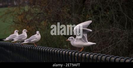 i bei gabbiani che si erigano in fila sul metallo barra sullo sfondo sfocato Foto Stock