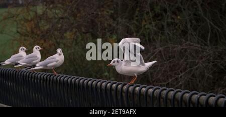 i bei gabbiani che si erigano in fila sul metallo barra sullo sfondo sfocato Foto Stock