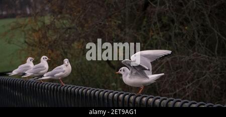 i bei gabbiani che si erigano in fila sul metallo barra sullo sfondo sfocato Foto Stock