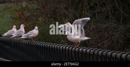 i bei gabbiani che si erigano in fila sul metallo barra sullo sfondo sfocato Foto Stock