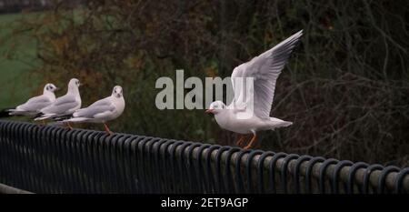 i bei gabbiani che si erigano in fila sul metallo barra sullo sfondo sfocato Foto Stock