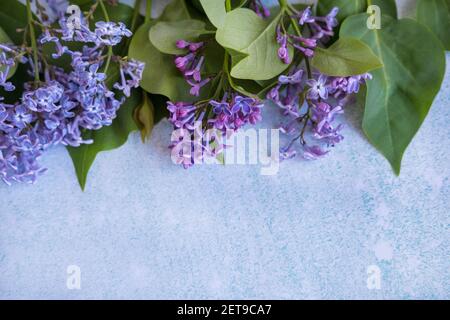 Sfondo per iscrizioni con rami di lilla primo piano. Rami di primavera freschi di lilla su sfondo blu. Vista dall'alto. Foto Stock