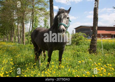 Bel cavallo in prato di fiori selvatici Foto Stock