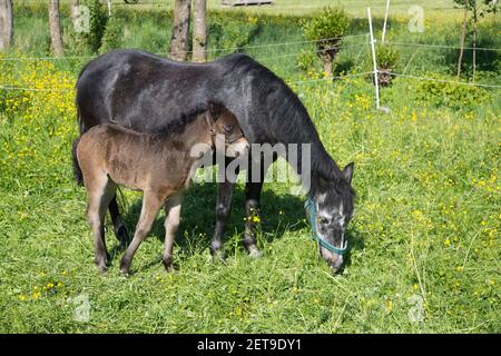 Cavallo nero e il suo fale marrone in un prato di fiori selvatici Foto Stock