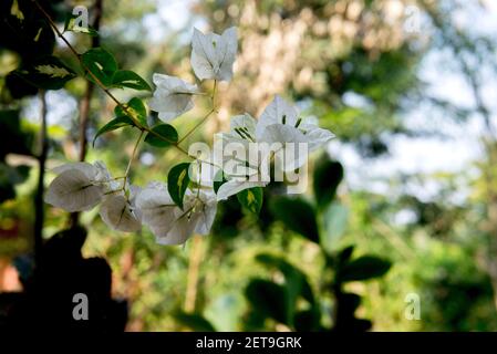 Il Bangladesh è una terra di diversi tipi di fiori e alberi. Foto Stock