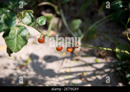 Il Bangladesh è una terra di diversi tipi di fiori e alberi. Foto Stock