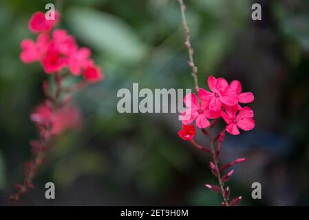 Il Bangladesh è una terra di diversi tipi di fiori e alberi. Foto Stock