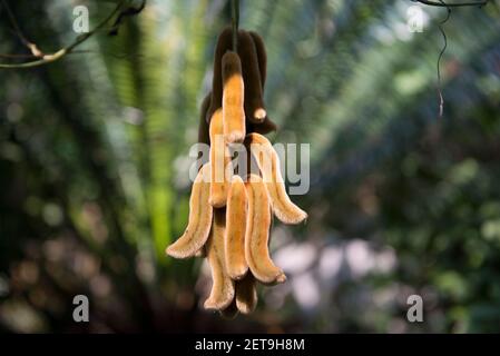 Il Bangladesh è una terra di diversi tipi di fiori e alberi. Foto Stock