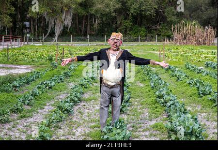 Il mostro di scarrecrow realistico spaventa gli uccelli... e people...from questo coltivatore a terra coltiva nella Florida centro-settentrionale. Foto Stock