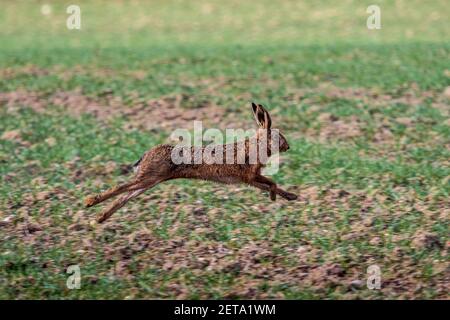 Running Hare - lepre europee che si trovano in un campo di Cambridgeshire nel sud dell'Inghilterra. Lepre marrone in esecuzione. Lepus europaeus. Foto Stock