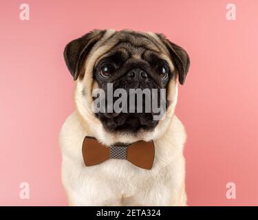 Carino cane Pug con bowtie su sfondo rosa. Foto Stock