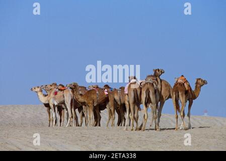 Dubai Emirati Arabi UNITI UNA carovana di cammelli nel deserto Foto Stock