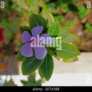 UDAIPUR RAJASTHA, INDIA - Feb 15, 2021: Ayurveda suggerisce di avere l'erba Sadabahar, che è anche conosciuto come perivinkle e vinca rosea. Questo Ayurverdic lui Foto Stock