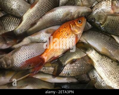 Pesce dorato con pesce fresco pescato. Fondo di pesce crudo. Foto Stock