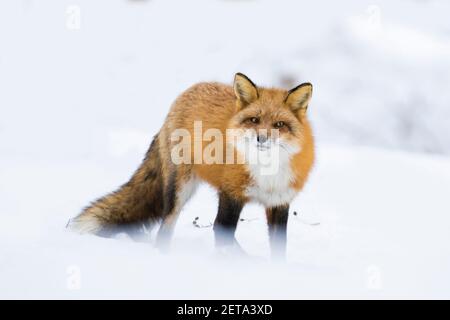 Caccia alla volpe rossa in inverno Foto Stock