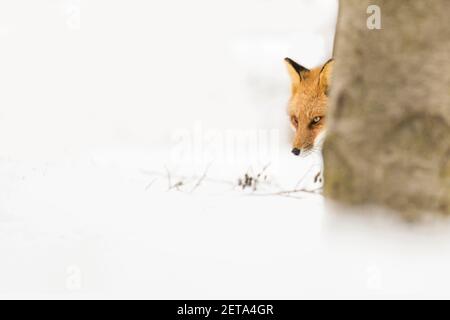 Caccia alla volpe rossa in inverno Foto Stock