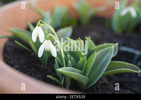 Snowdrops flowers in a pot. Shallow focus Foto Stock