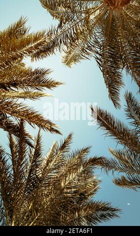 Foglie tropicali incorniciano con rami di palme da cocco sullo sfondo del cielo, vista dal basso verso l'alto. Foto Stock