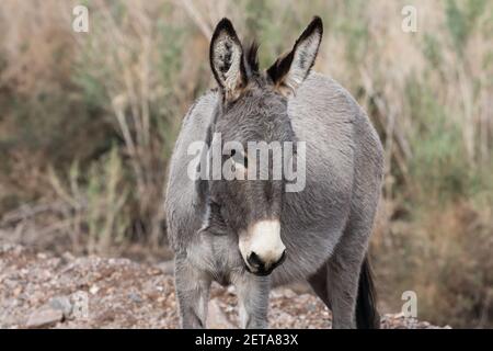 Burros selvatici, Equus africanus asinus, nel canyon del fiume Colorado a nord di Parker, Arizona. Foto Stock