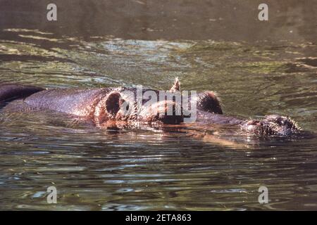 Un hippopotamus nel Washington National Zoo di Washington, DC, USA. Foto Stock