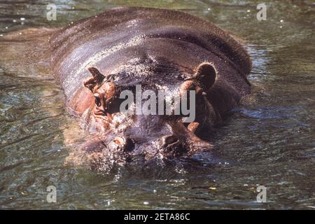 Un hippopotamus nel Washington National Zoo di Washington, DC, USA. Foto Stock