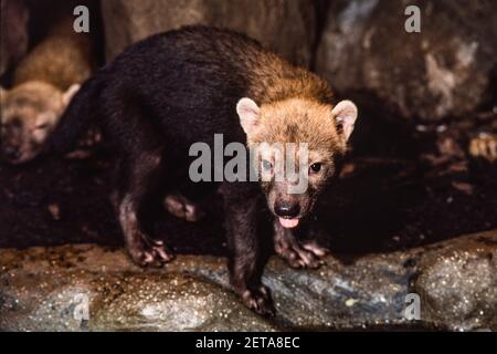 Il raro cane da cespuglio è originario dell'America Centrale e del Sud. Zoo di Francoforte in Germania. Foto Stock
