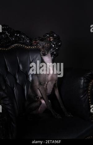 Un cane italiano levriero seduto su una sedia barocca contro uno sfondo nero Foto Stock