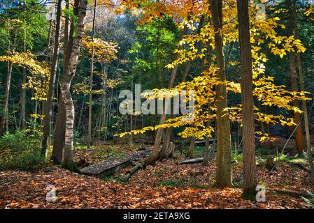 Foglie di quercia gialla nella foresta in autunno Foto Stock