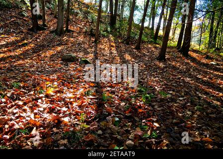 Foglie autunnali dai colori vivaci copriva la foresta in un parco nazionale del Canada. Foto Stock