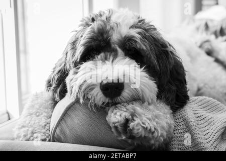 Un grande cucciolo di labradoodle adagiato sul retro del divano. Bianco e nero. Foto Stock