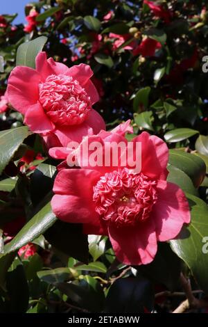 Camellia japonica ‘Anemoniflora’ Camellia Anemoniflora – anemone forma fiore cremisi con centro con volant, marzo, Inghilterra, Regno Unito Foto Stock