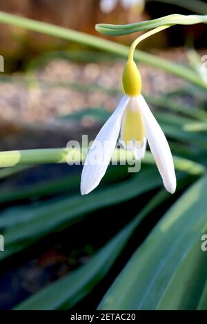 Galanthus plicatus ‘Wendys Gold‘ Snowdrop Wendy’s Gold – nevicate gialle con grande marcatura gialla intera sui teppals interni, febbraio, Inghilterra, Regno Unito Foto Stock