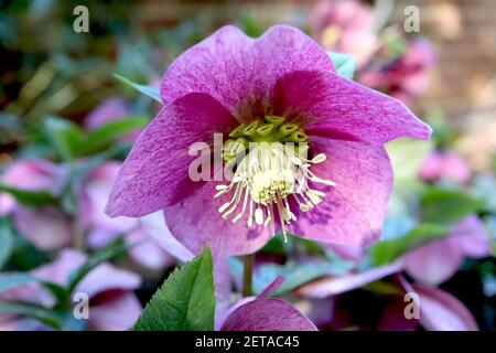 Helleborus x hybridus ‘Pink Lady Spotted Lady Series’ Hellebore Pink Lady Spotted – fiori rosa intenso con tinte verdi chiare, marzo, Inghilterra, Regno Unito Foto Stock