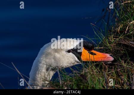 Solitario muto cigno si nutre di muschio preso dalla riva del canale di St Helen a Warrington, Cheshire Foto Stock