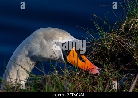 Solitario muto cigno si nutre di muschio preso dalla riva del canale di St Helen a Warrington, Cheshire Foto Stock