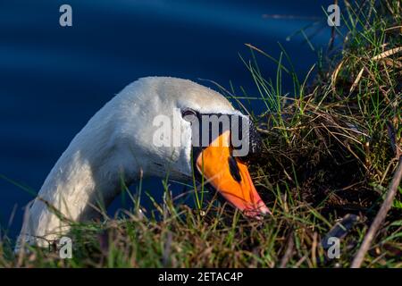 Solitario muto cigno si nutre di muschio preso dalla riva del canale di St Helen a Warrington, Cheshire Foto Stock