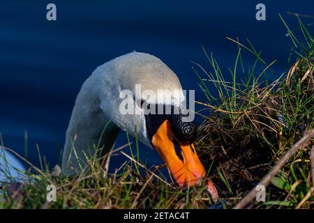 Solitario muto cigno si nutre di muschio preso dalla riva del canale di St Helen a Warrington, Cheshire Foto Stock