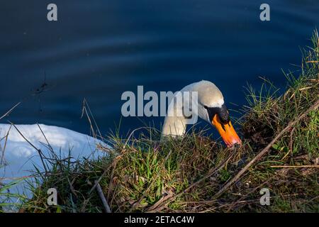 Solitario muto cigno si nutre di muschio preso dalla riva del canale di St Helen a Warrington, Cheshire Foto Stock