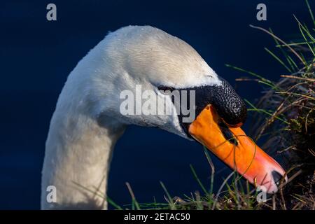 Solitario muto cigno si nutre di muschio preso dalla riva del canale di St Helen a Warrington, Cheshire Foto Stock