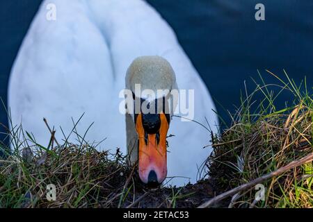 Solitario muto cigno si nutre di muschio preso dalla riva del canale di St Helen a Warrington, Cheshire Foto Stock