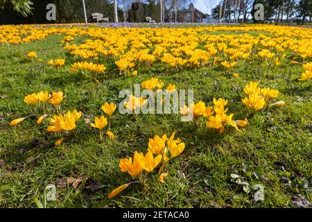 Croccus giallo x luteus 'giallo dorato' croccus in fiore en massa in una giornata di sole a RHS Garden, Wisley, Surrey, Inghilterra sud-orientale in inverno Foto Stock