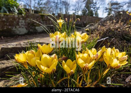 Giallo con petali a strisce viola, crocus 'Gypsy Girl' in fiore nel giardino RHS, Wisley, Surrey, Inghilterra sud-orientale in inverno Foto Stock